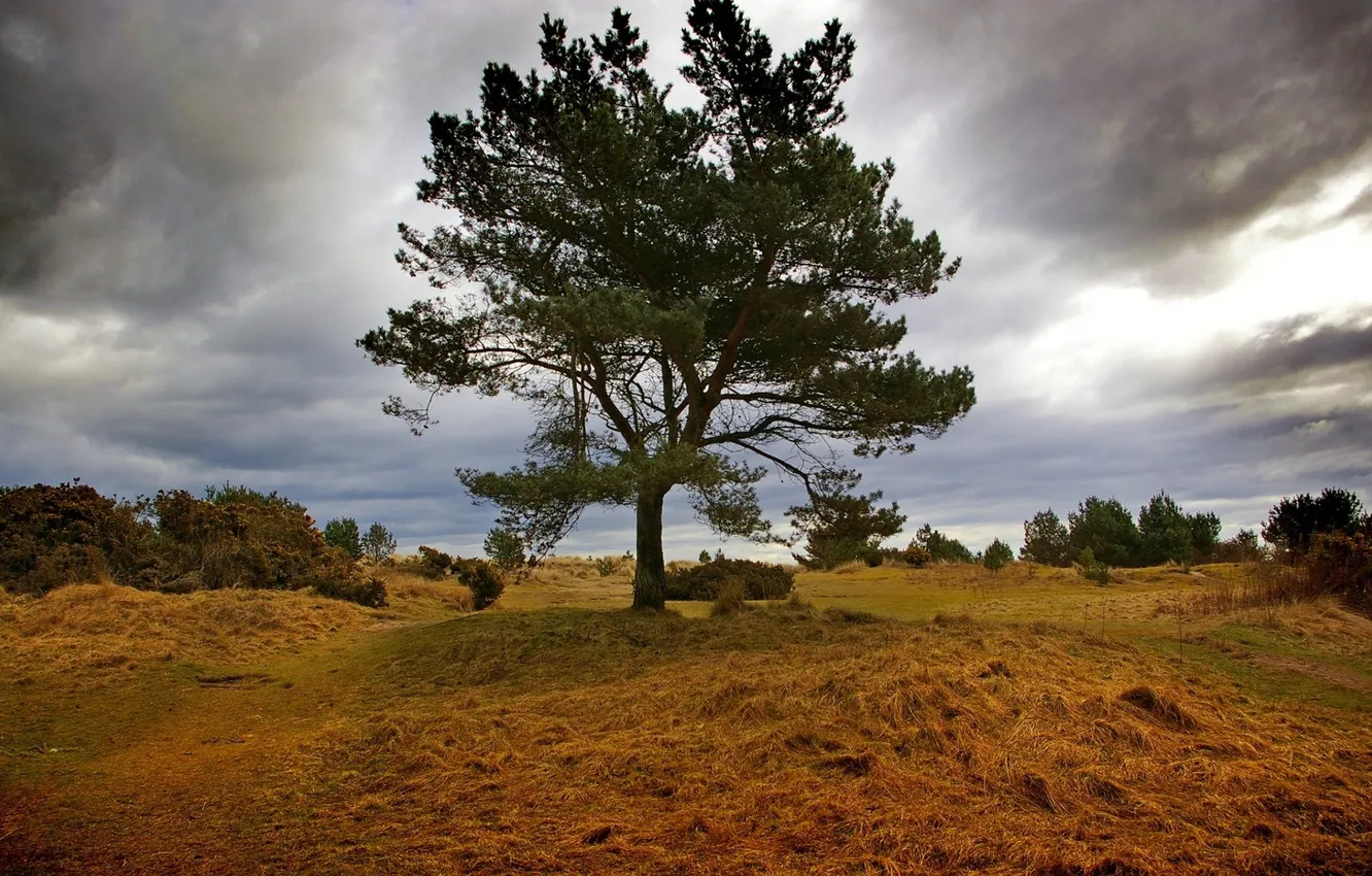 Photo wallpaper field, the sky, grass, nature, photo, tree