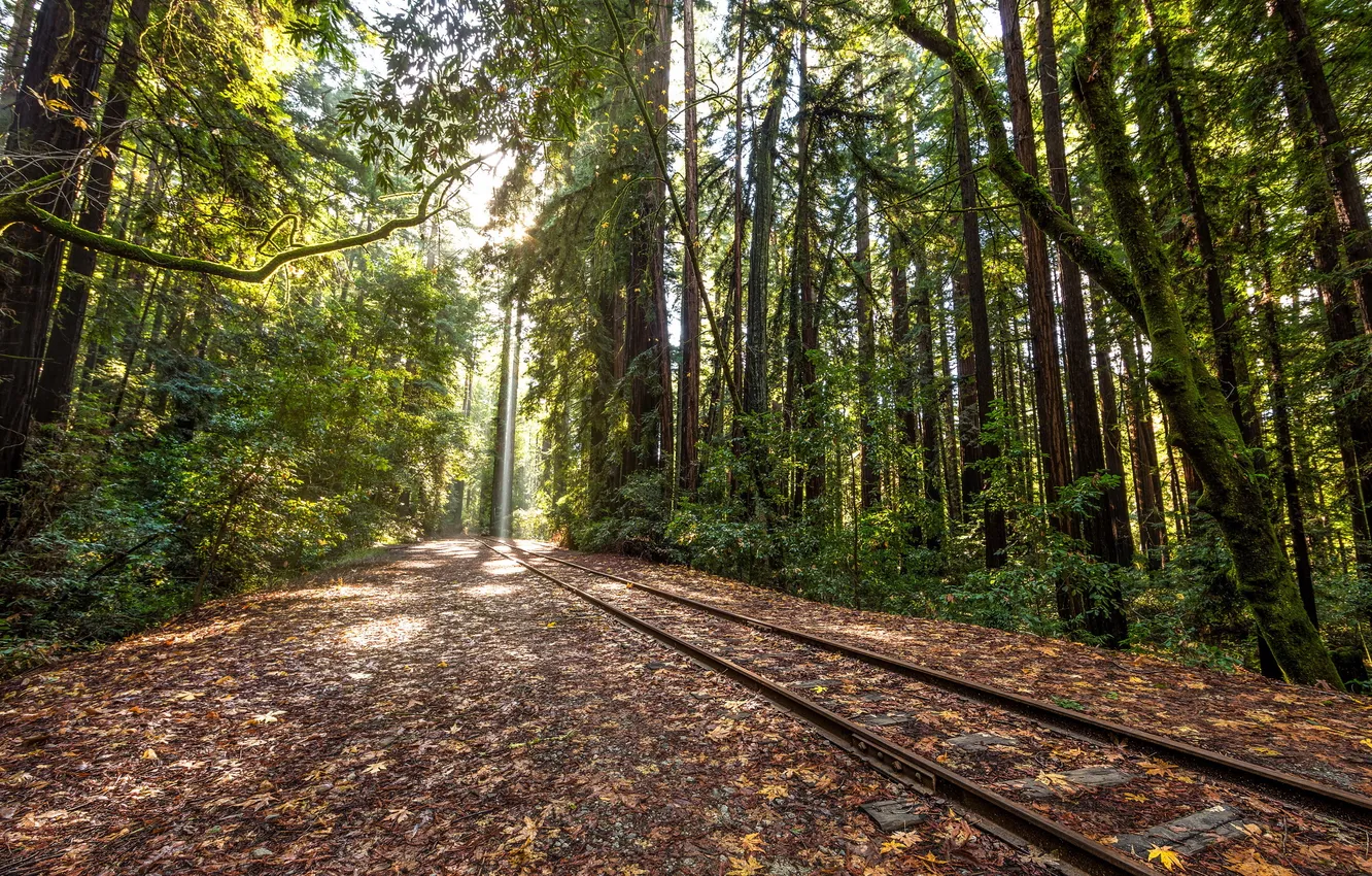 Photo wallpaper forest, landscape, railroad