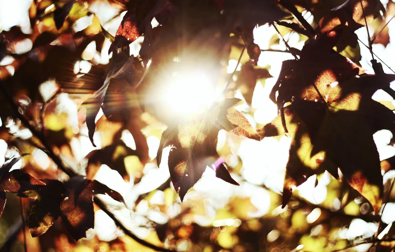 Photo wallpaper leaves, the sun, bokeh