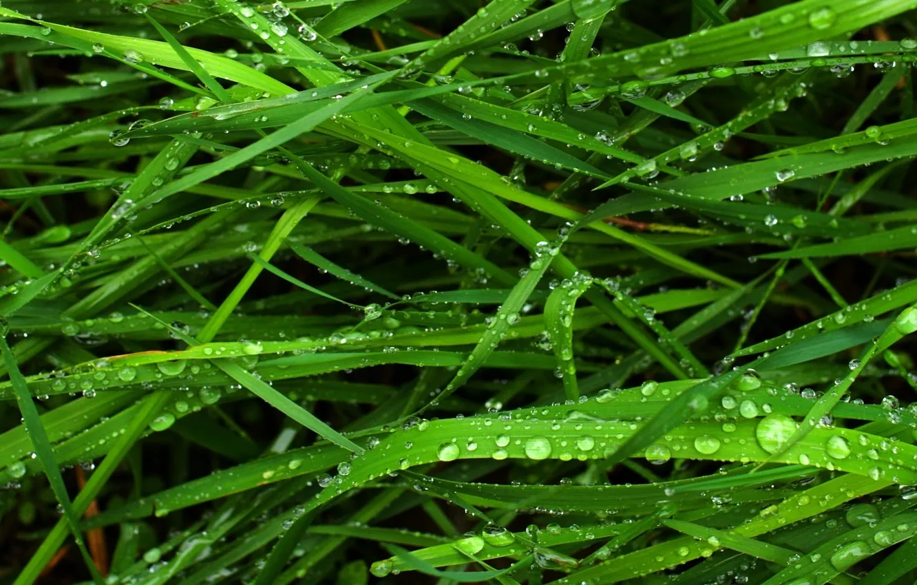 Photo wallpaper greens, grass, macro, droplets, Rosa