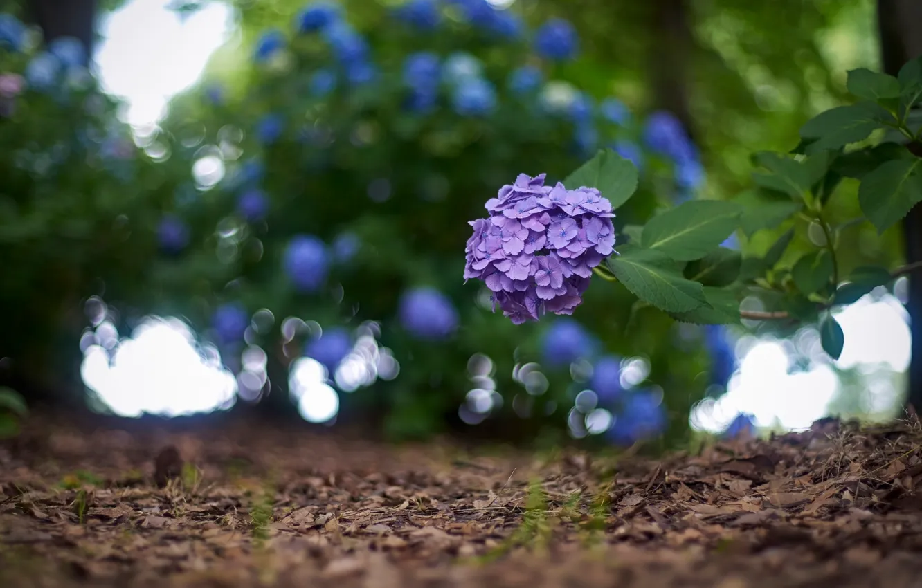 Photo wallpaper leaves, flowers, branches, garden, the bushes, lilac, bokeh, blurred background