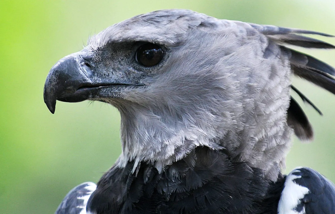 Photo wallpaper bird, wildlife, harpy eagle pix