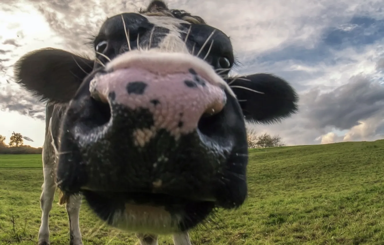 Photo wallpaper face, macro, cow