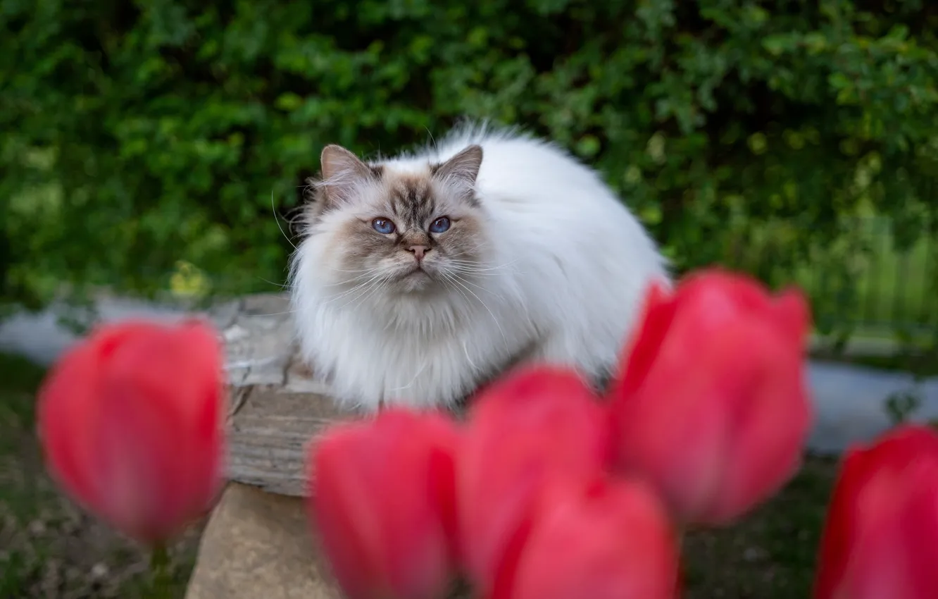 Photo wallpaper greens, cat, cat, look, flowers, red, nature, pose