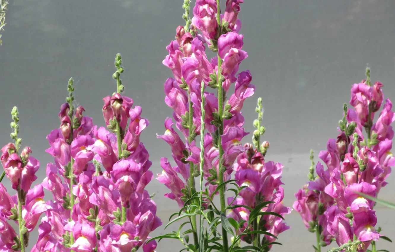 Photo wallpaper pink, Meduzanol ©, Summer 2018, snapdragons