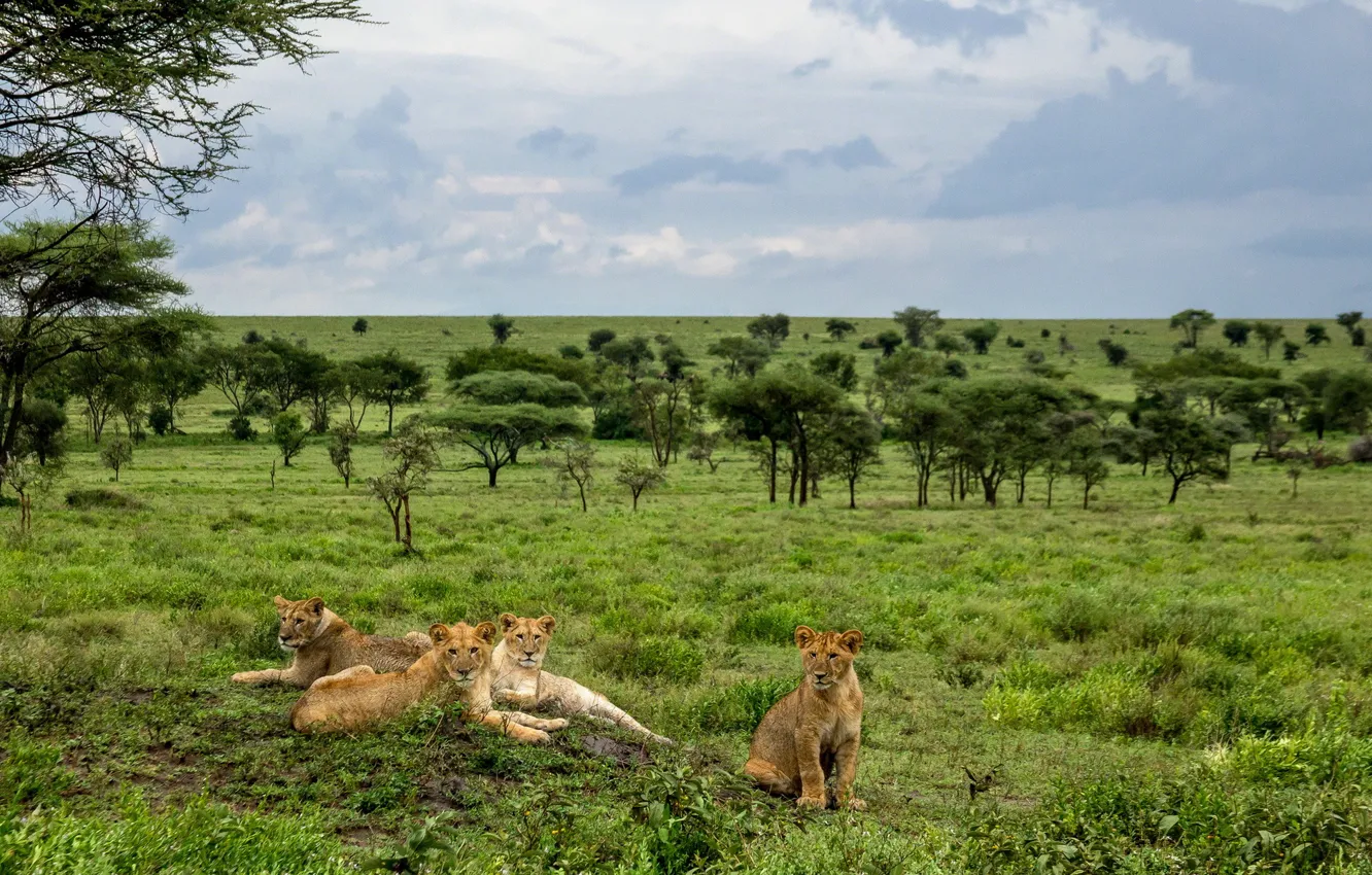 Photo wallpaper nature, background, Leo