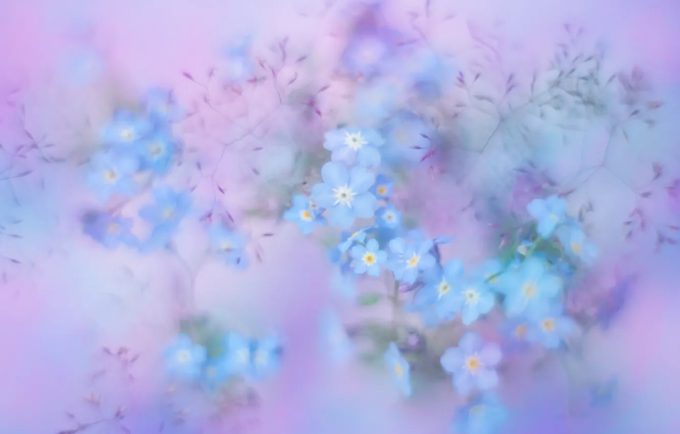 Photo wallpaper background, grass, Forget-me-nots
