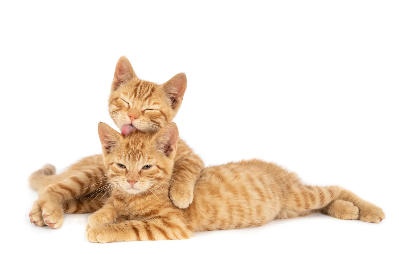 Photo wallpaper wall, One, cat, hugging, Ginger, licking