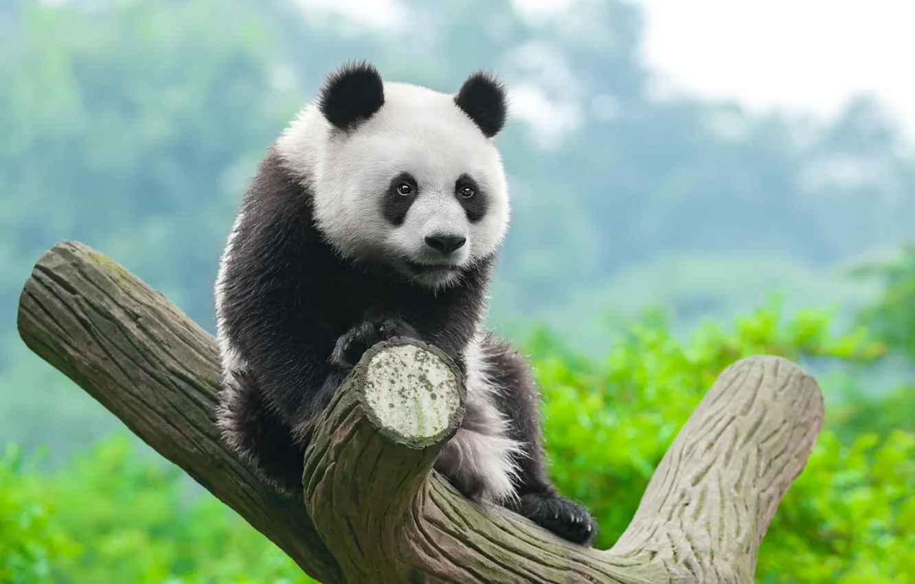 Photo wallpaper Panda, Trunk, Cub, Animals
