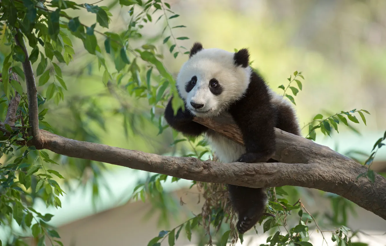 Photo wallpaper trees, branches, Panda, bear, cub