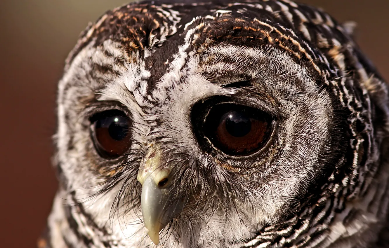 Photo wallpaper eyes, owl, Bird, a sad look, sovushka, owl