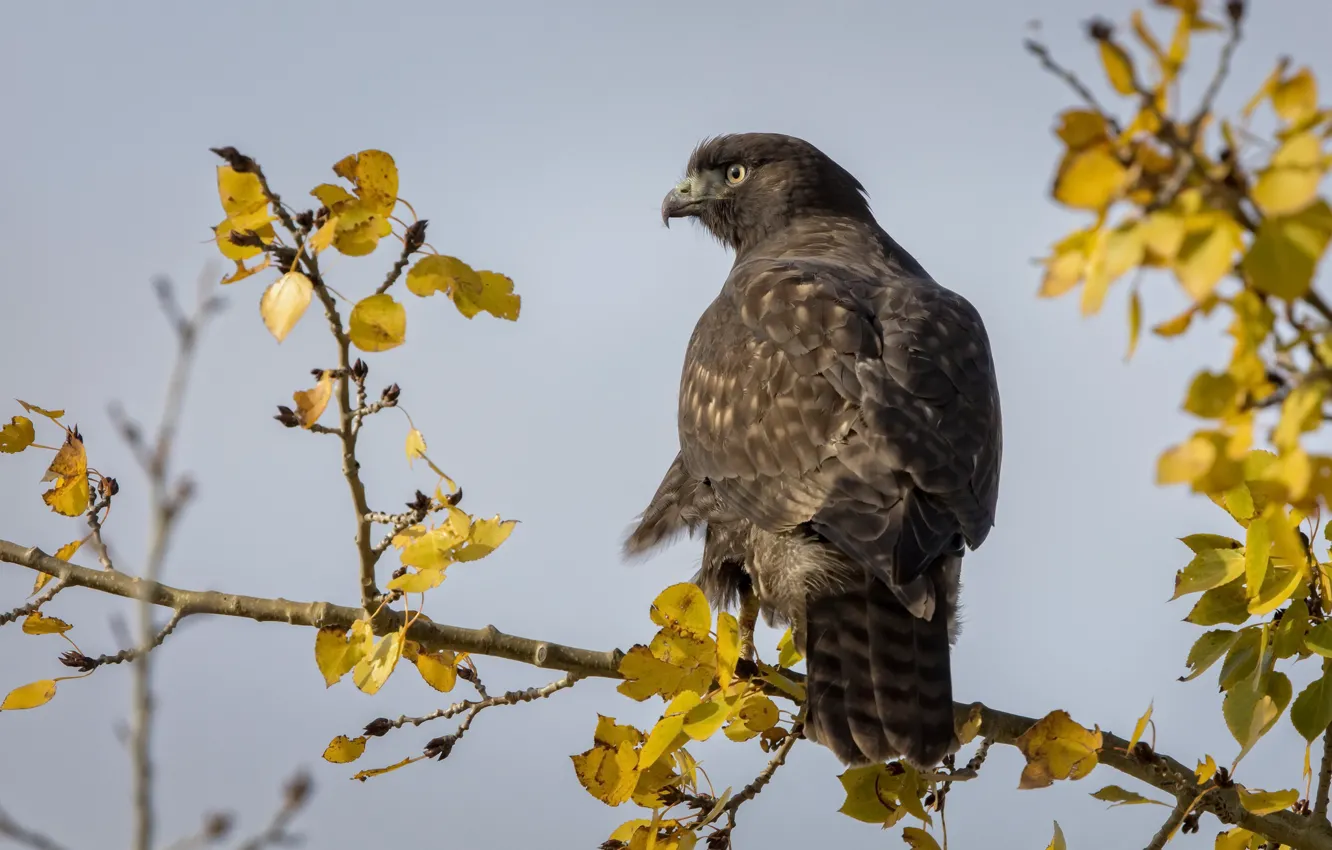Photo wallpaper autumn, bird, Red tailed Hawk