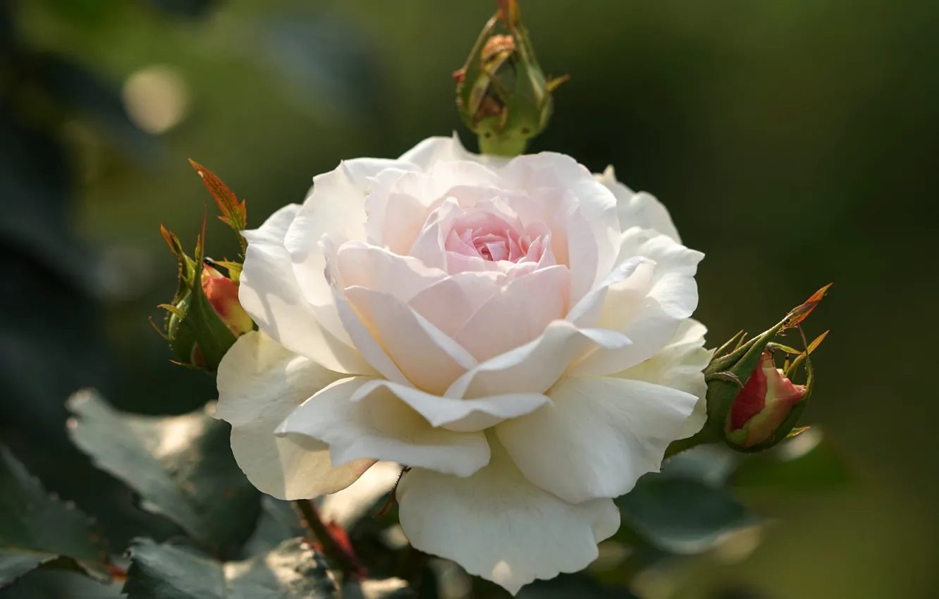 Photo wallpaper rose, petals, white, buds