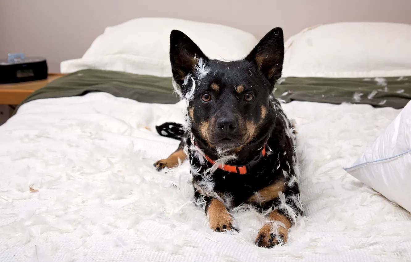 Photo wallpaper look, each, dog