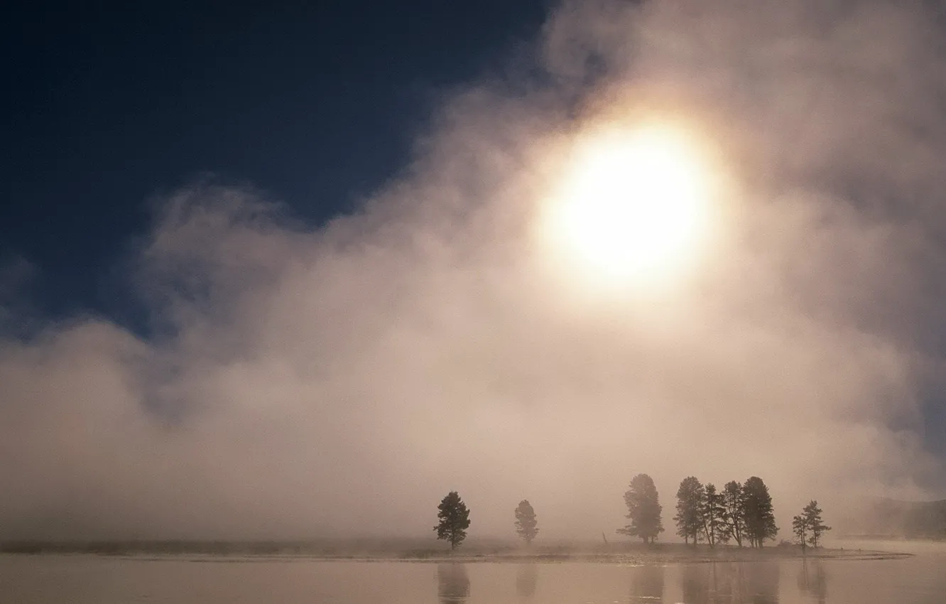 Photo wallpaper the sun, trees, fog