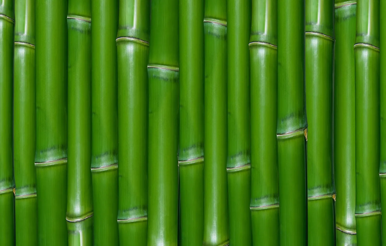 Photo wallpaper green, texture, bamboo