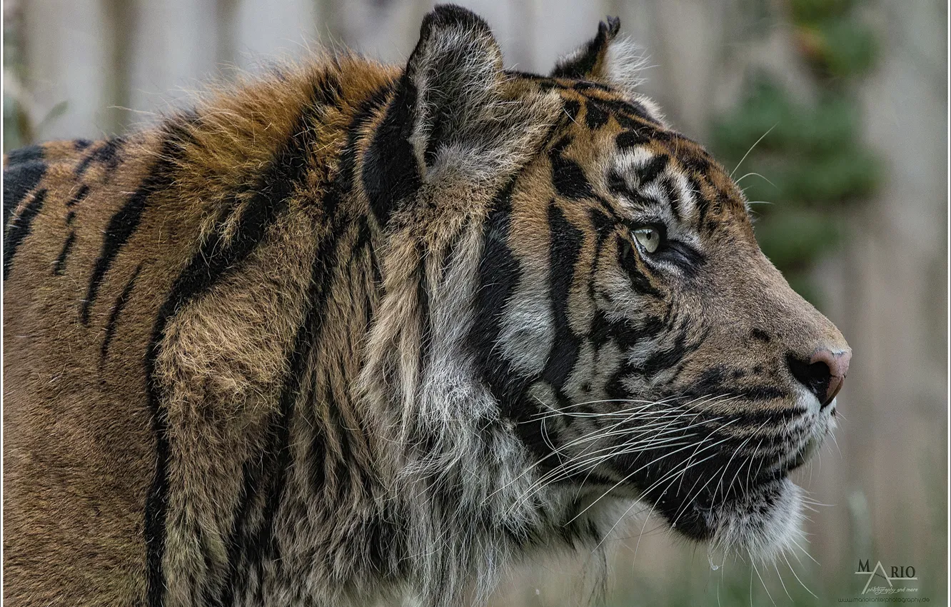 Photo wallpaper Predator, tiger, wildlife, Sumatra