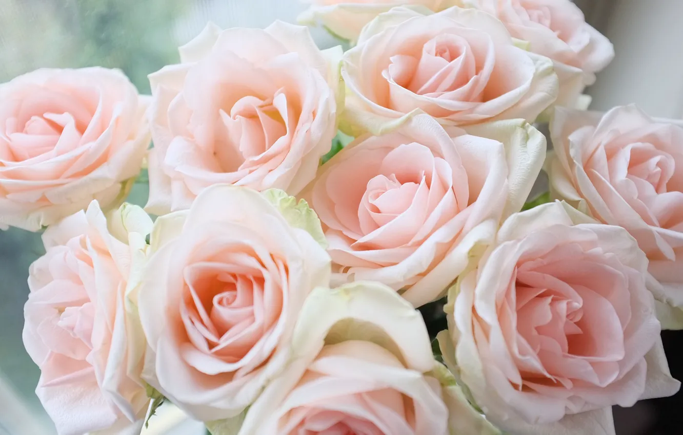 Photo wallpaper flowers, roses, bouquet, buds