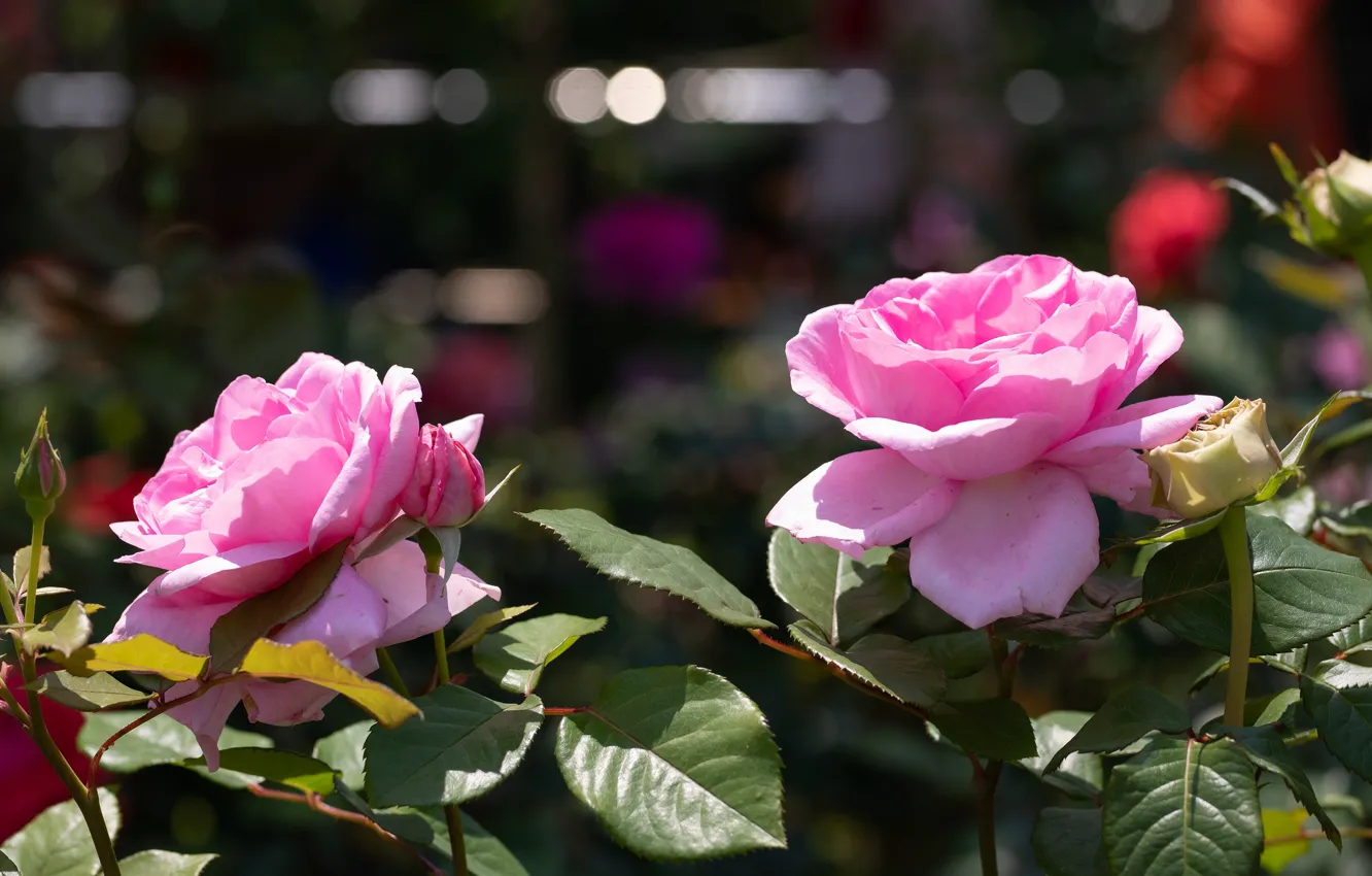 Photo wallpaper light, flowers, roses, garden, pink, bokeh