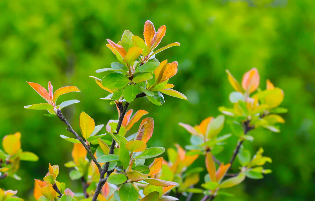 Photo wallpaper spring, leaf, twig