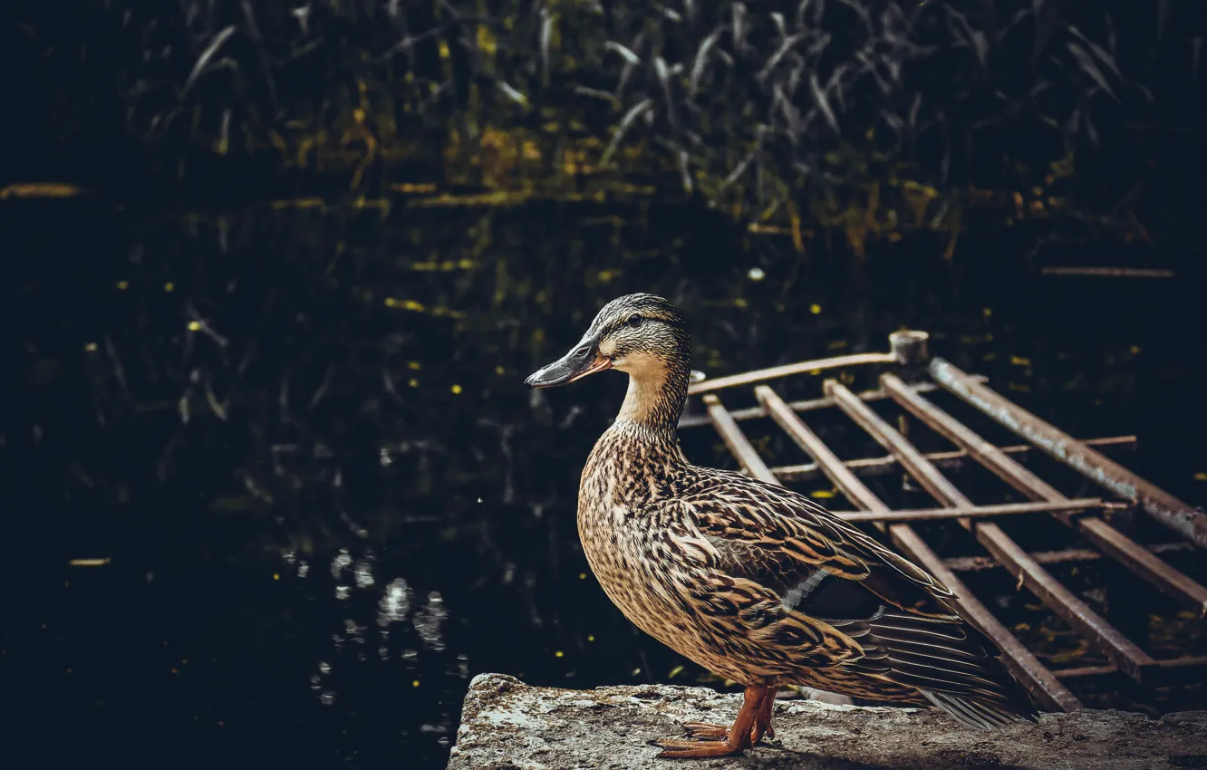 Photo wallpaper duck, pond, Kaliningrad