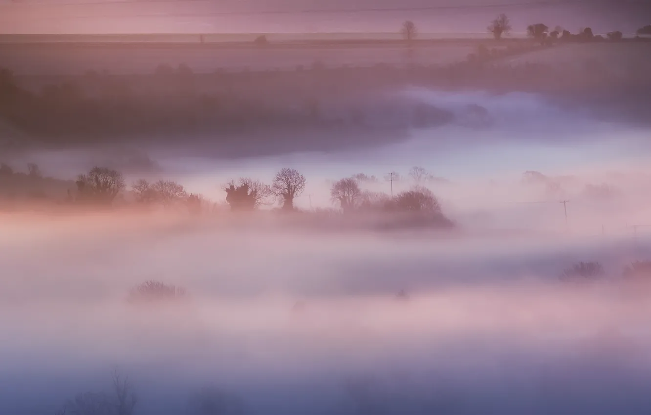Photo wallpaper field, trees, nature, fog, pink, England, morning, UK