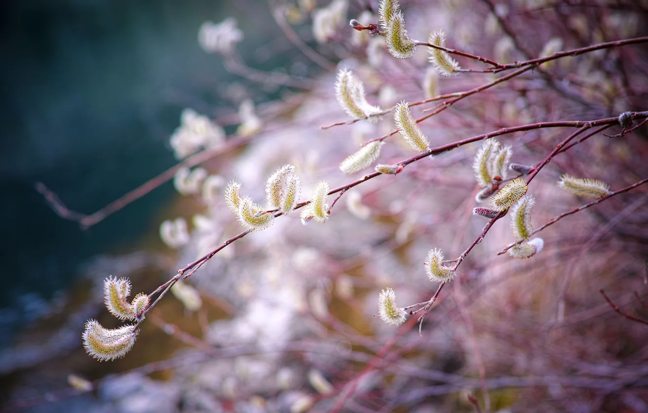 Photo wallpaper branches, spring, Verba