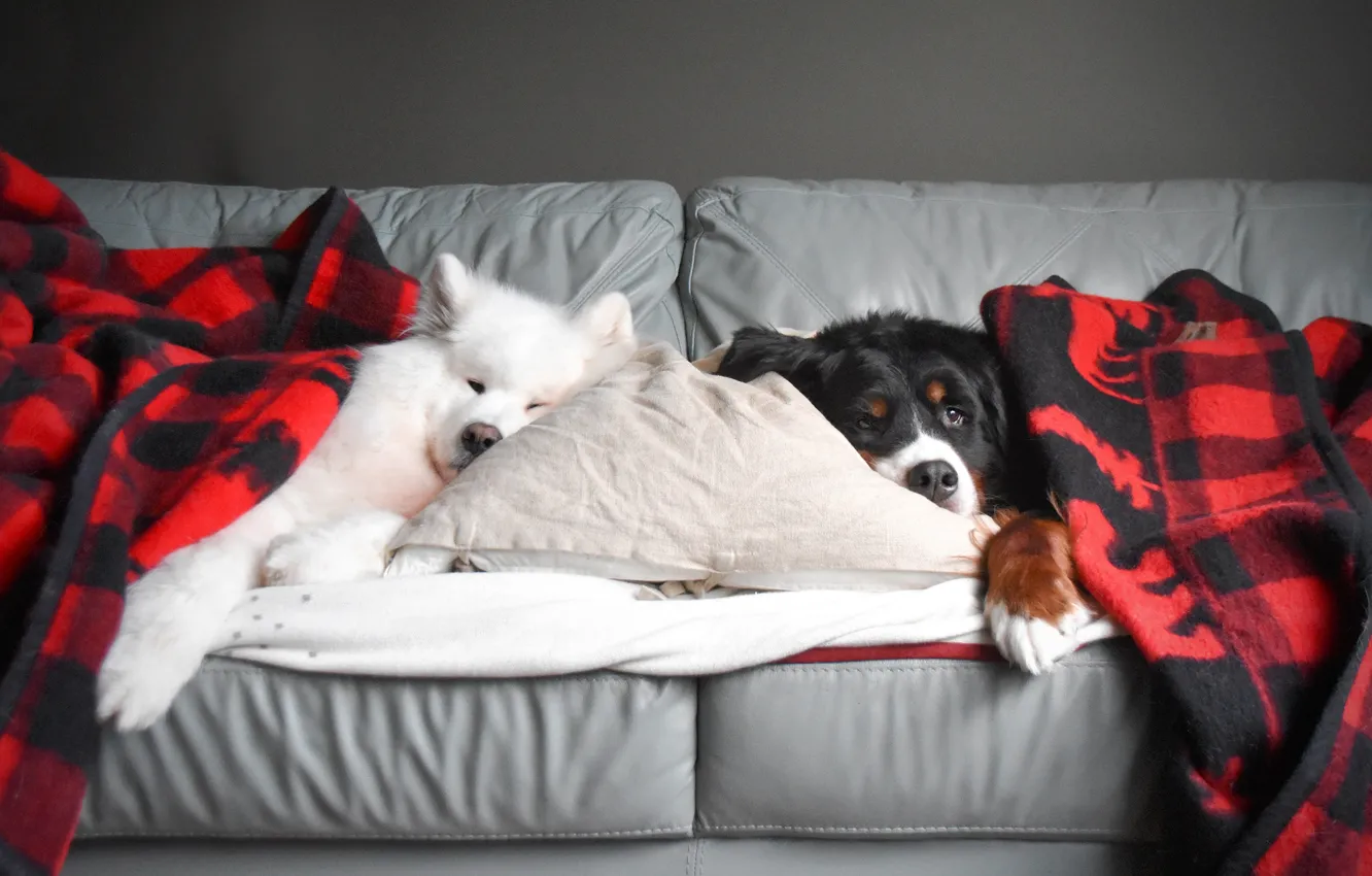Photo wallpaper look, pose, dog, face, Samoyed
