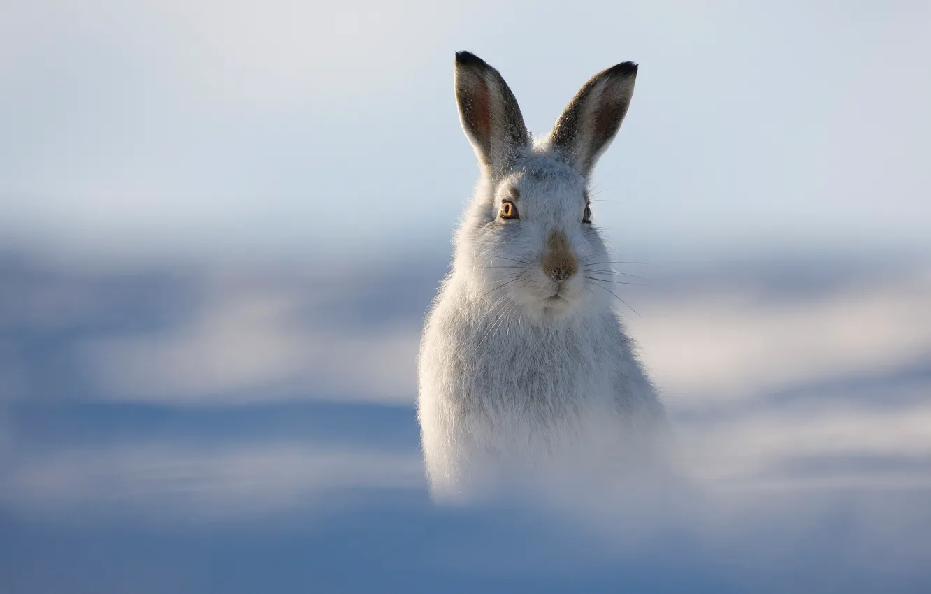 Photo wallpaper winter, hare, bokeh