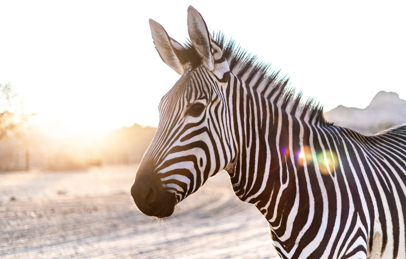 Photo wallpaper portrait, look, light, face, Zebra