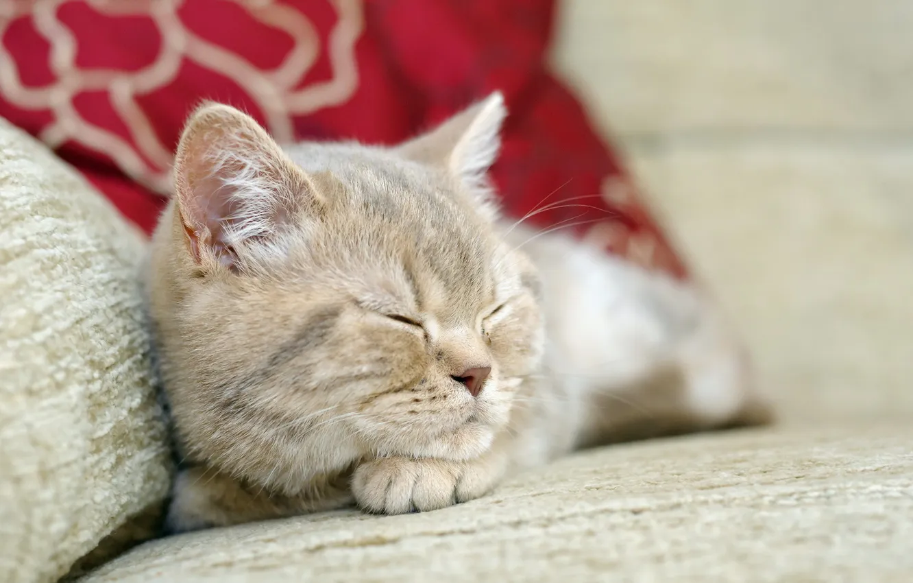 Photo wallpaper cat, comfort, home