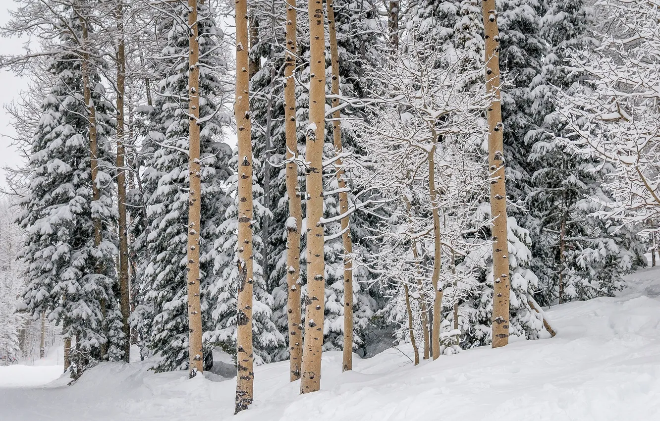 Photo wallpaper winter, forest, snow, Winter, pine, Snow, Forests