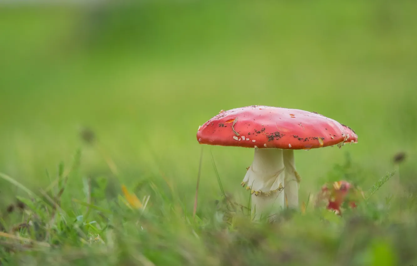 Photo wallpaper nature, mushrooms, mushroom, weed