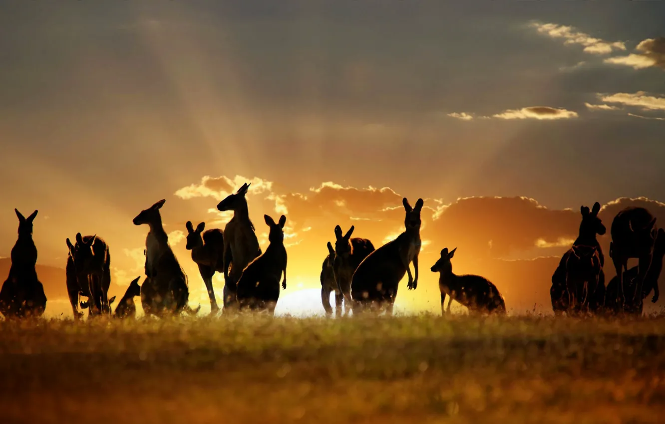 Photo wallpaper the sky, clouds, sunset, nature, Australia, kangaroo