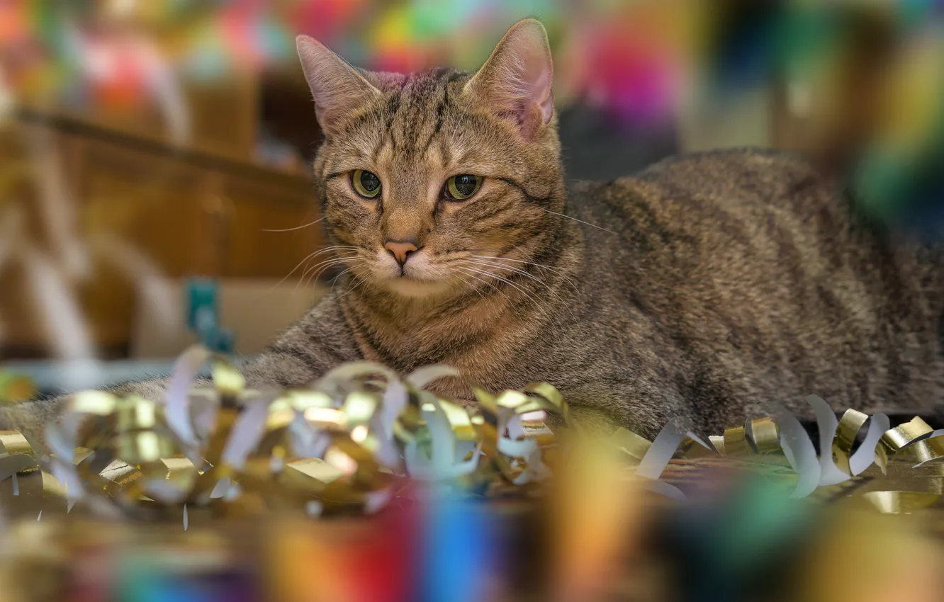 Photo wallpaper cat, cat, look, holiday, Shine, lies, striped, serpentine