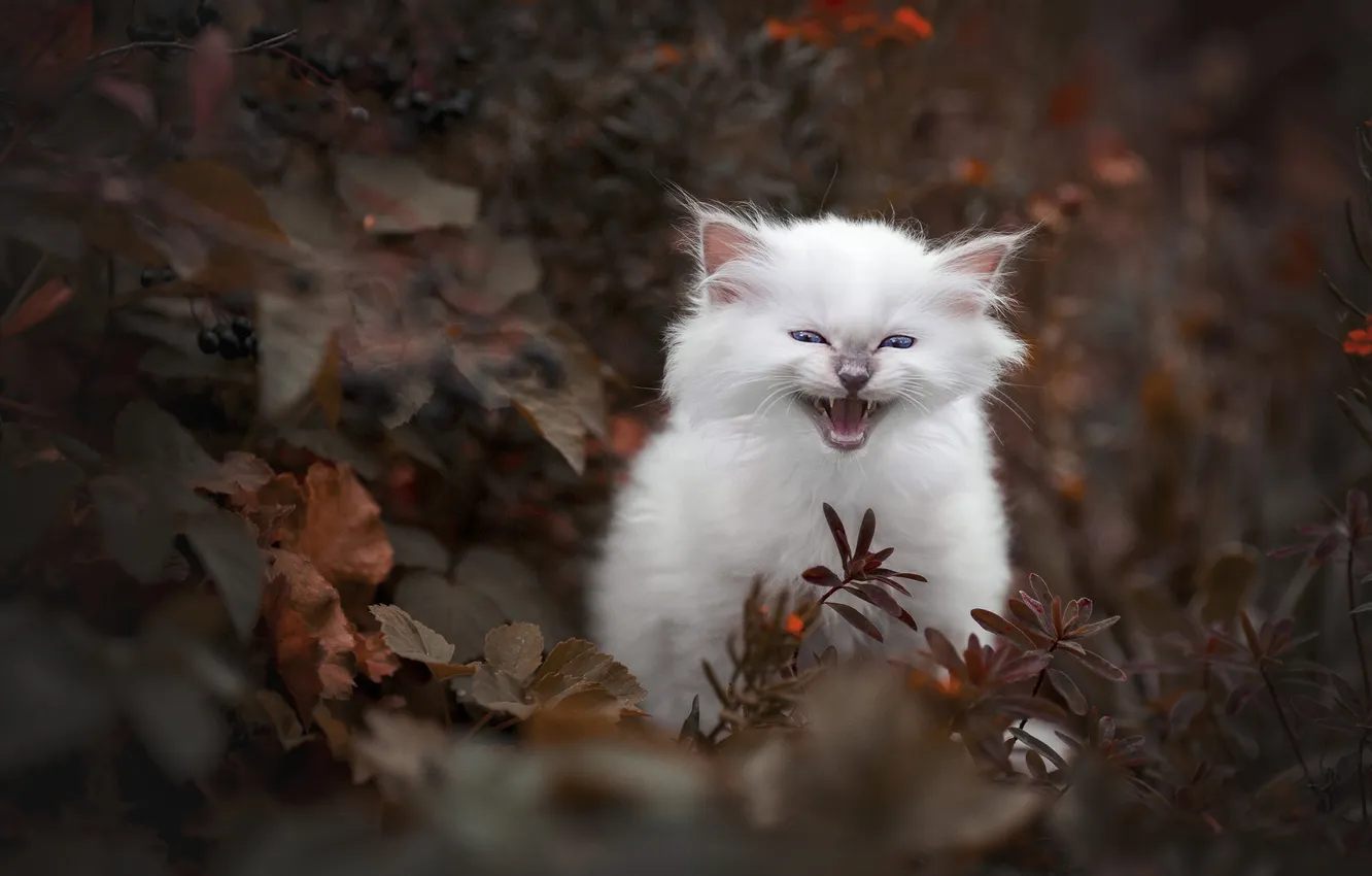 Photo wallpaper autumn, cat, white, look, leaves, branches, nature, pose