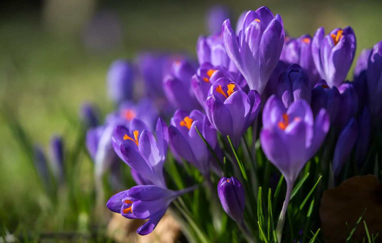 Photo wallpaper macro, spring, crocuses, saffron