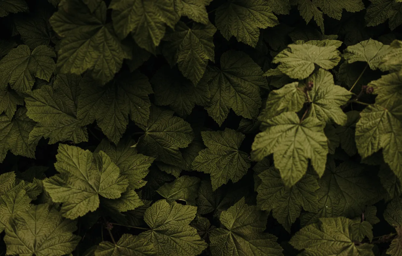 Photo wallpaper leaves, plant, flora, raspberry Bush