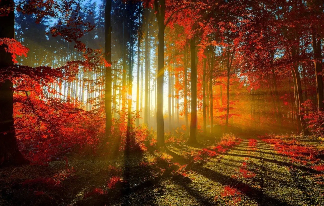 Photo wallpaper autumn, forest, rays, light, trees, foliage
