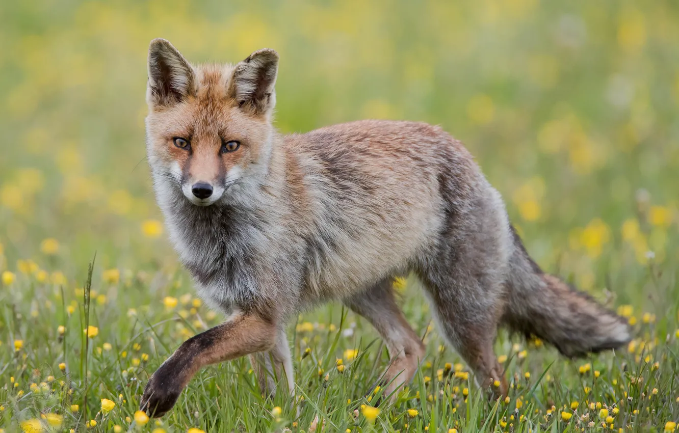 Photo wallpaper Fox, color, red, wild, threat