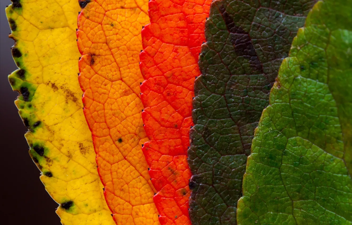 Photo wallpaper leaves, macro, nature, color