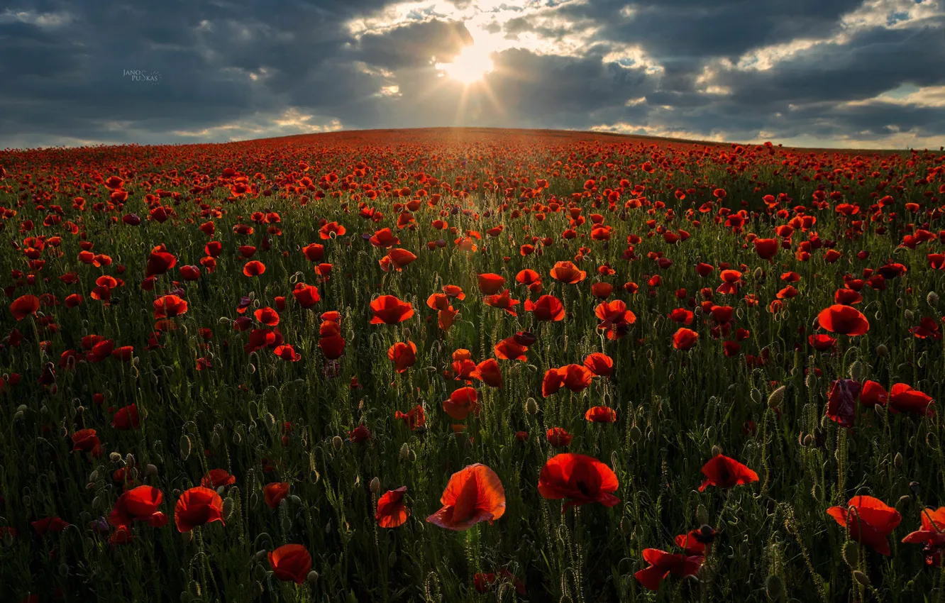 Photo wallpaper the sky, the sun, nature, Maki, spring