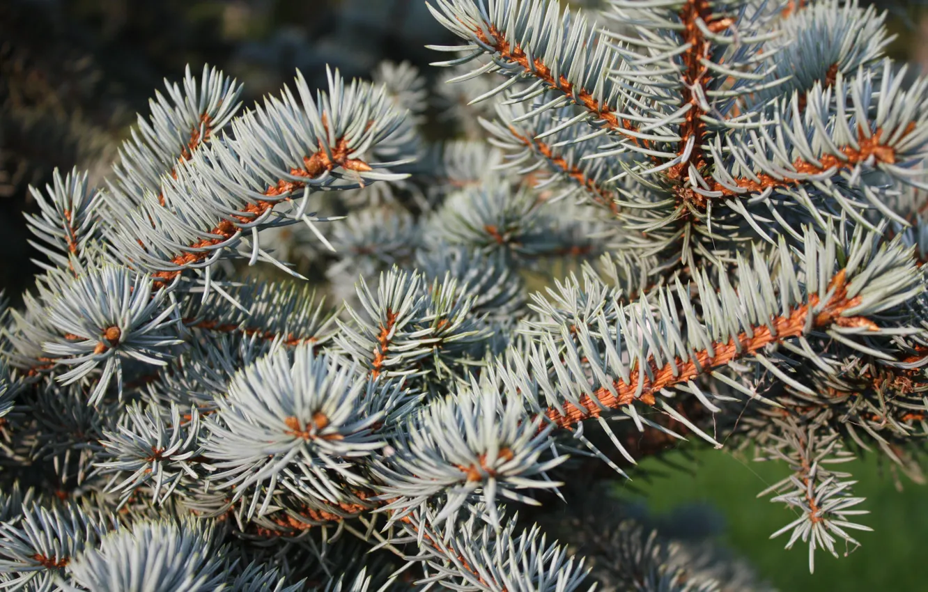 Photo wallpaper macro, needles, branches, spruce
