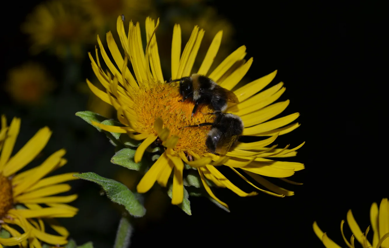 Photo wallpaper summer, flowers, night, dandelion, magic, sleep, bee, well