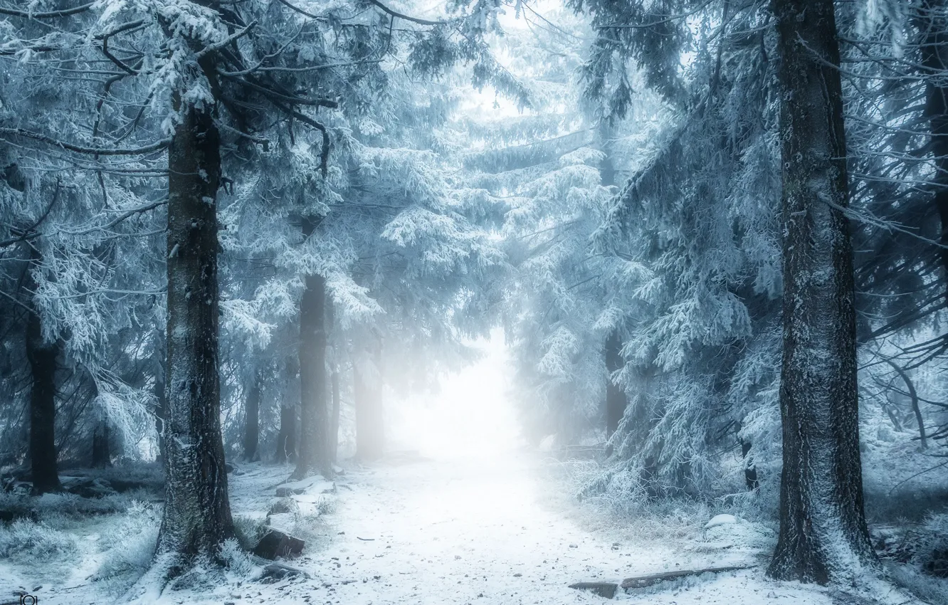 Photo wallpaper winter, road, forest, snow, nature, fog, haze