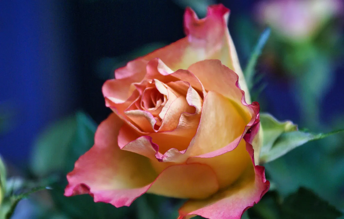 Photo wallpaper macro, roses, buds