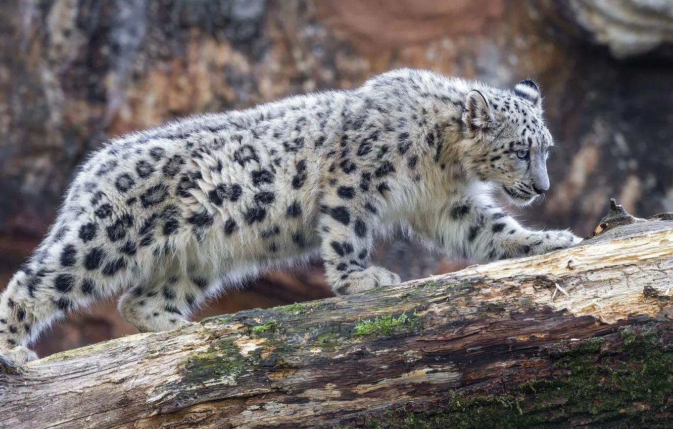 Photo wallpaper leopard, snow, big cat, snowleopard