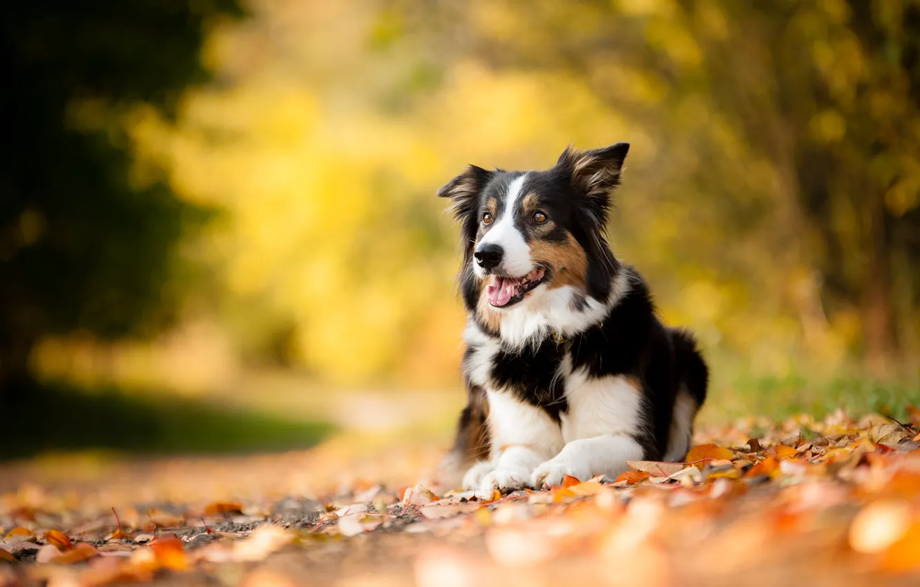 Photo wallpaper autumn, leaves, each, dog, pet