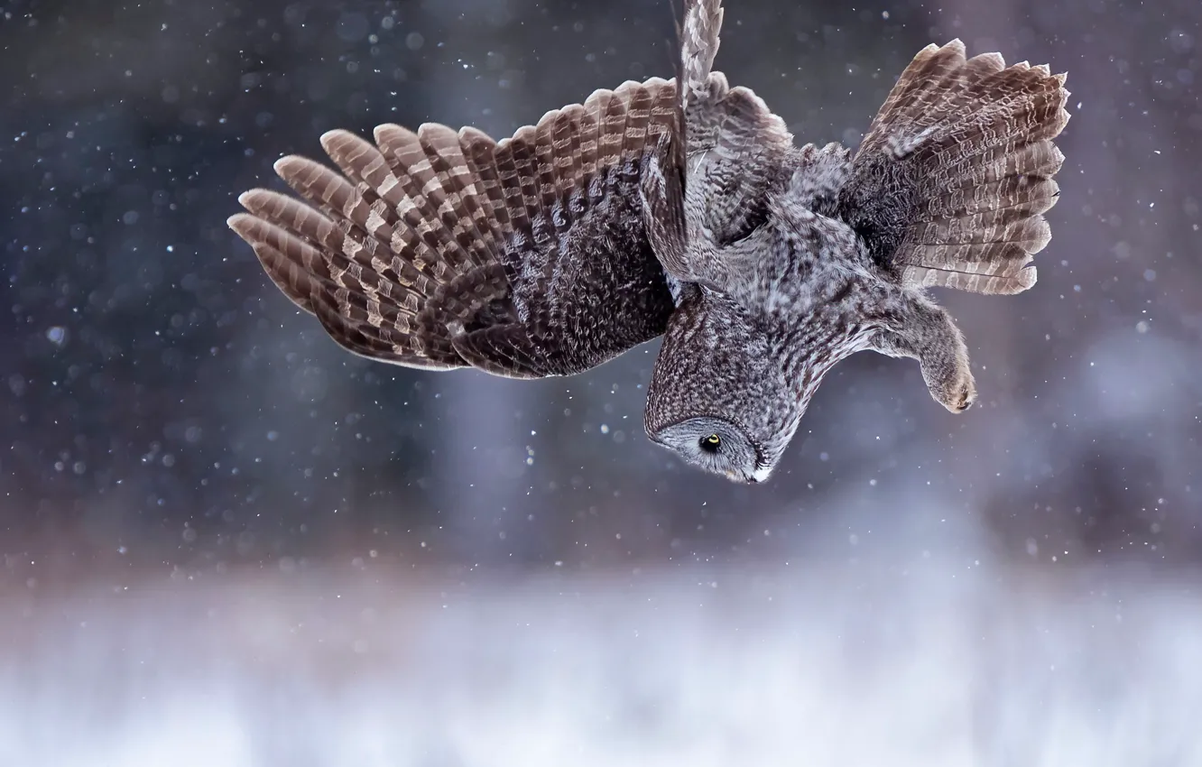Photo wallpaper winter, snow, flight, nature, owl, bird, feathers, snowfall