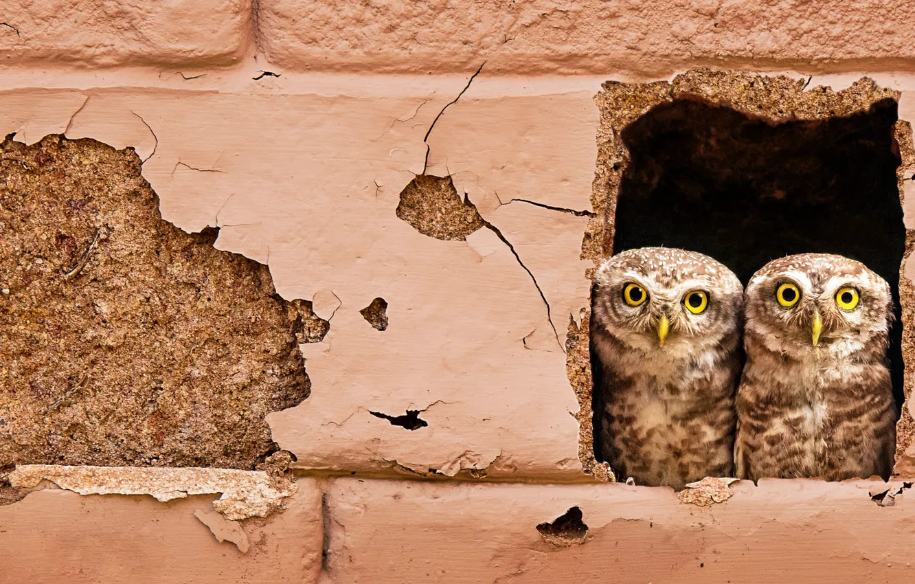 Photo wallpaper look, background, wall, owl, bird, two, hole, pair